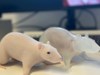 AnthroRat synthetic silicone rat training models comparison for laboratory education