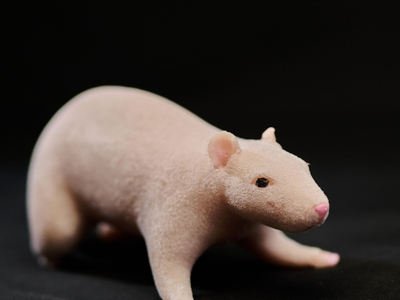 AnthroRat synthetic silicone rat model close-up for laboratory training simulation