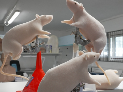 AnthroRat synthetic silicone model in laboratory training setup - educational simulation