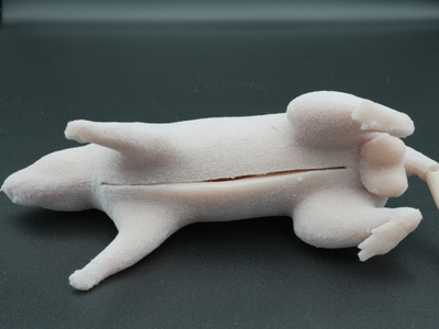 AnthroRat synthetic silicone dissection training model for laboratory education